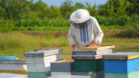 养蜂人在养蜂场收集蜂蜜他穿着保护性的白色制服视频素材模板下载