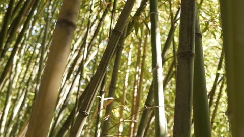 生长在竹林中的竹茎视频素材模板下载