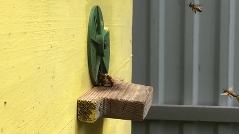 蜜蜂巢里充满了金色的蜂蜜的蜂巢视频素材模板下载