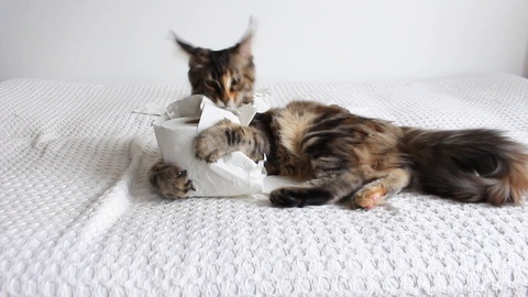 小猫与一卷卫生纸玩耍
