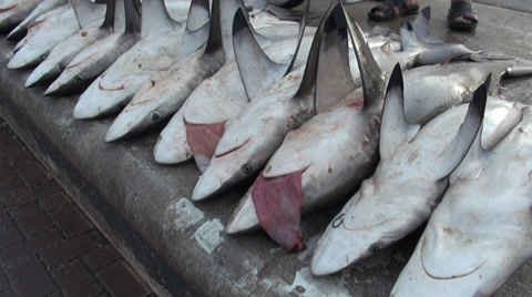 迪拜鱼市场有很多死亡鲨鱼 - 鲨鱼鳍割裂行为