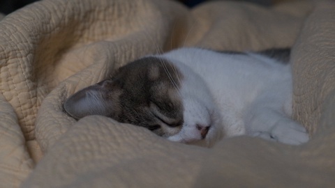 一只睡觉的猫视频素材模板下载