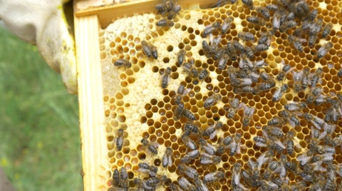养蜂人在展示蜂箱中的蜂蜜视频素材模板下载