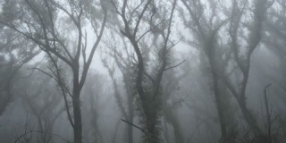 迷雾丛林，燃烧的原木揭示，鸟叫，4K