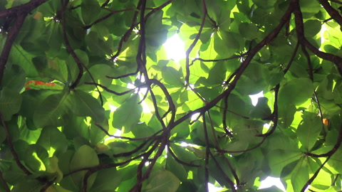 从底部向上看阳光下的绿叶植物视频素材模板下载