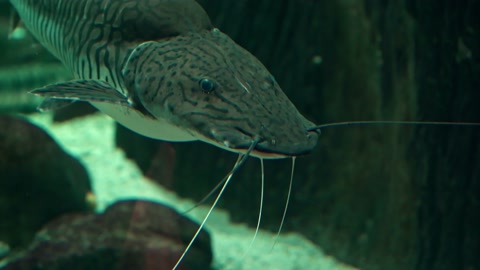 水下生物扁嘴鱼视频素材模板下载