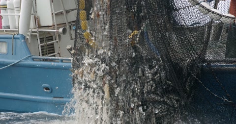 太平洋拉起一张满载而归的渔网