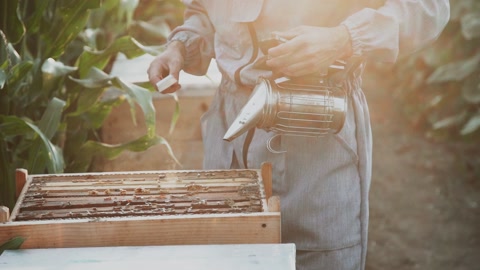 蜜蜂饲养员正在工作中清除多余的蜂巢视频素材模板下载