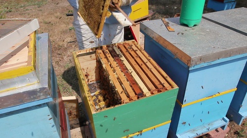 养蜂人正在使用刷子驱赶蜜蜂