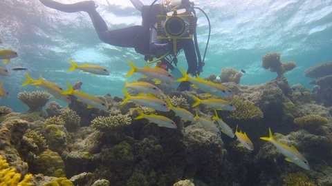 水下摄像师拍摄的热带鱼视频素材模板下载