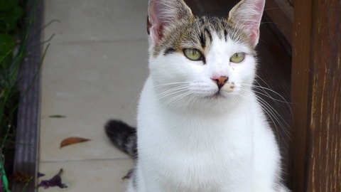 美丽猫咪在户外喵喵叫的特写肖像照片视频素材模板下载