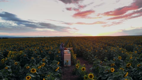 专业农民在日落时分在养蜂场收集蜂蜜视频素材模板下载