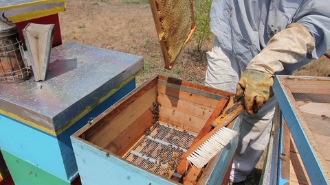 养蜂人正在使用刷子来驱赶蜜蜂视频素材模板下载