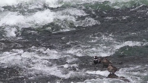 黄石哈莱昆鸭，雄性雌性游泳视频素材模板下载