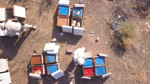 养蜂人进行蜂箱维护工作视频素材模板下载