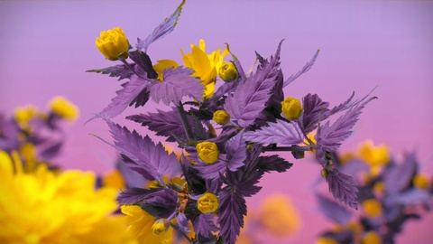 黄色紫色的花盛开