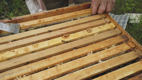 养蜂人在蜂巢附近持有一个关心蜂架，一个男人检查蜂巢视频素材模板下载