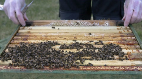 养蜂人在整理蜜蜂蜂箱里有机蜂蜜4K视频素材模板下载