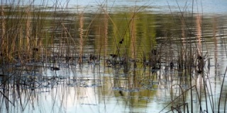 芦苇和鸟类的亚热带池塘