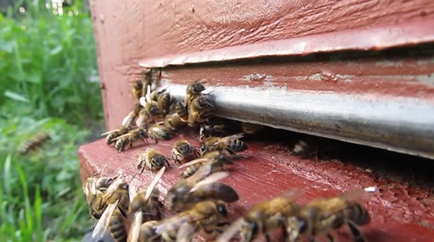 蜜蜂在蜂巢入口附近活动视频素材模板下载
