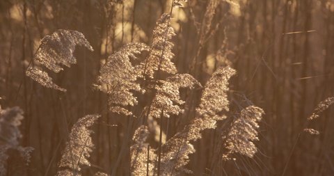 诺福克布罗德的芦苇草在傍晚的灯光下摇曳