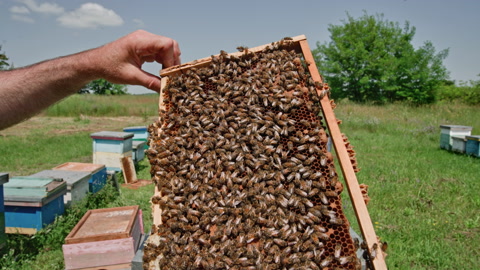 蜜蜂在蜂巢上蜂拥而至视频素材模板下载