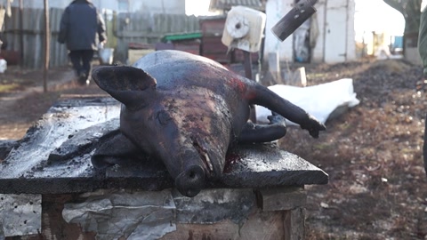 猪肉。猪头。屠宰场。村里牲畜的屠宰。视频素材模板下载