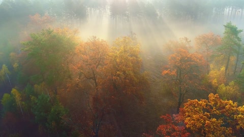 架空拍摄秋季雾气笼罩的森林中阳光明媚飞越多彩的秋景