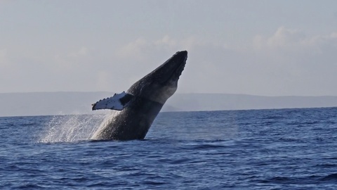 座头鲸冲出海面特写镜头