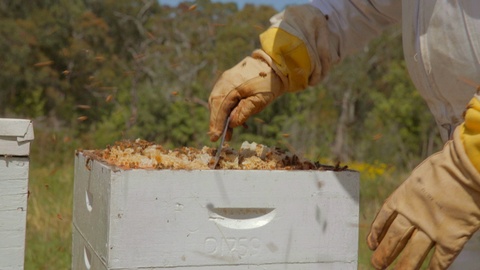 养蜂人使用工具从蜂巢中取出蜂蜜视频素材模板下载