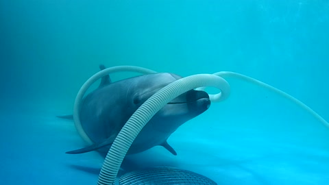 海豚在海洋馆玩弄清洁管道的近距离镜头视频素材模板下载