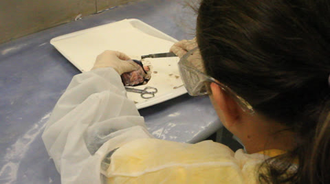 解剖科学课上的女孩