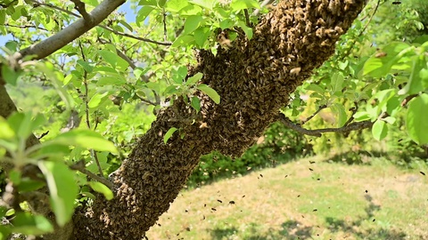 早春时节，蜜蜂群悬挂在椴树枝上-蜜蜂群落视频素材模板下载