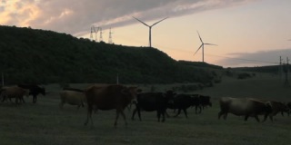 奶牛停下来看着相机。背景是风力涡轮机围绕着