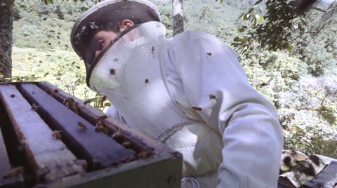 收集蜂蜜的西班牙养蜂人视频素材模板下载