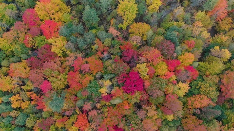 无人机拍摄的秋天的彩色森林