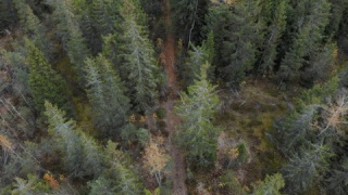 老云杉森林的鸟瞰图，俯视图视频素材模板下载
