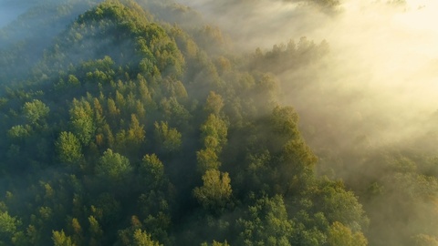 雾蒙蒙的野生森林