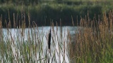 自然，河边芦苇和草地的景色。高清在线视频素材下载