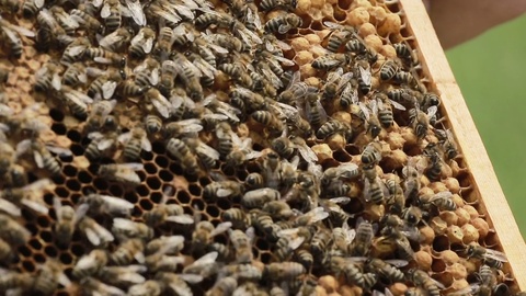 忙碌的蜜蜂工人在蜂巢上视频素材模板下载