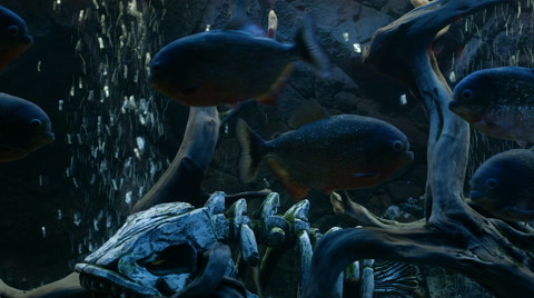 鱼在水中游动特写镜头视频素材模板下载