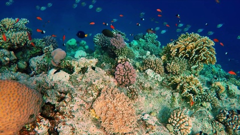 海底珊瑚礁水生物特写镜头