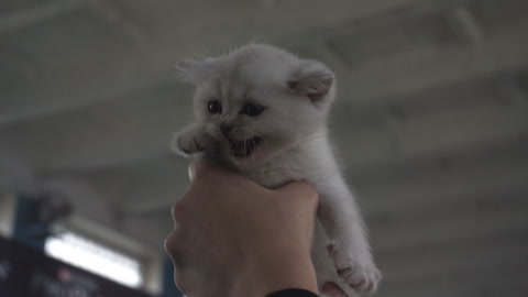 白色小猫在人类手中喵喵叫。人类的手抱着一只白色小猫视频素材模板下载