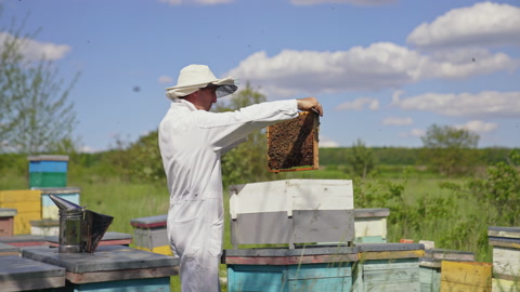 养蜂人在养蜂场工作。养蜂人拿着蜜蜂的蜂蜜框架 视频素材模板下载
