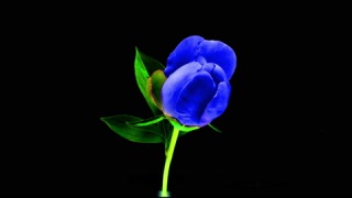 蓝色牡丹花在黑夜中盛开的延时镜头视频素材模板下载