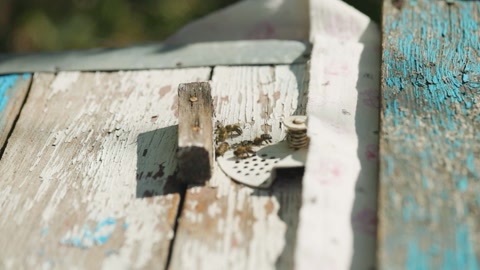 蜜蜂飞进蜂巢，近距离拍摄蜜蜂飞进蜂巢的洞口视频素材模板下载