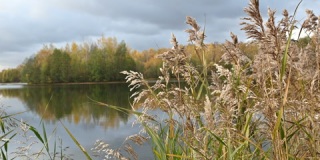秋天雨天湖岸上蓬松的干芦苇草