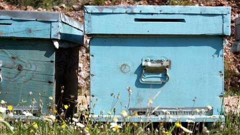 用于饲养蜜蜂和获取蜂蜜的蜂箱和其他养蜂器具视频素材模板下载