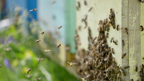 一群蜜蜂靠近蜂巢入口蜜蜂附着在一个木制蜂巢上视频素材模板下载