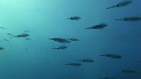 深海处的鱼群视频素材模板下载